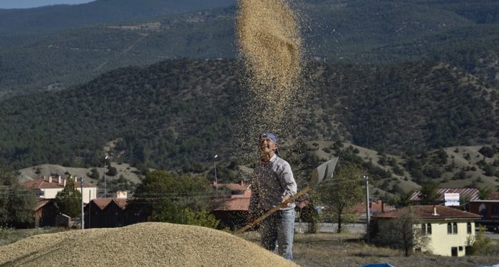 Coğrafi işaretli Tosya pirincinin hasadı başladı
