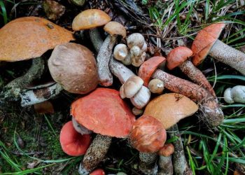 7 kişi mantardan zehirlendi