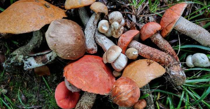 7 kişi mantardan zehirlendi