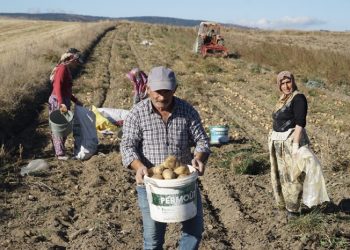 Deneme amaçlı ekilen patates, iki ilçenin geçim kaynağı oldu