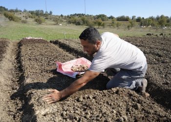 12 dekar alanda salep dikimi