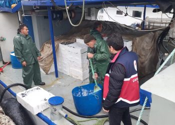 Hamsi bereketi yaşanıyor