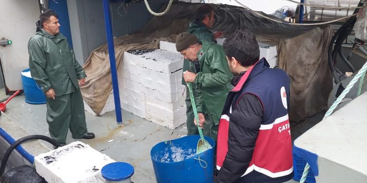 Hamsi bereketi yaşanıyor