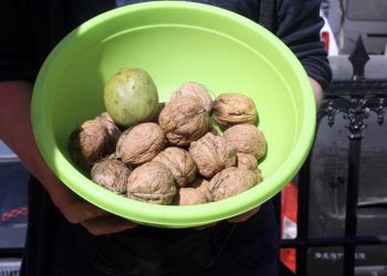 Kastamonu’da 5 bin 454 ton ceviz hasat edildi