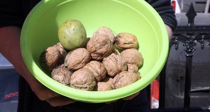 Kastamonu’da 5 bin 454 ton ceviz hasat edildi