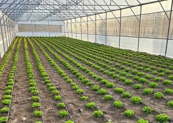 59 çiftçiye modern sera kurulumu yapıldı