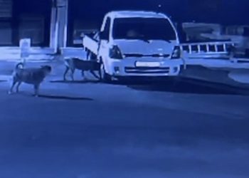 Sokak köpekleri park halindeki kamyoneti parçaladı