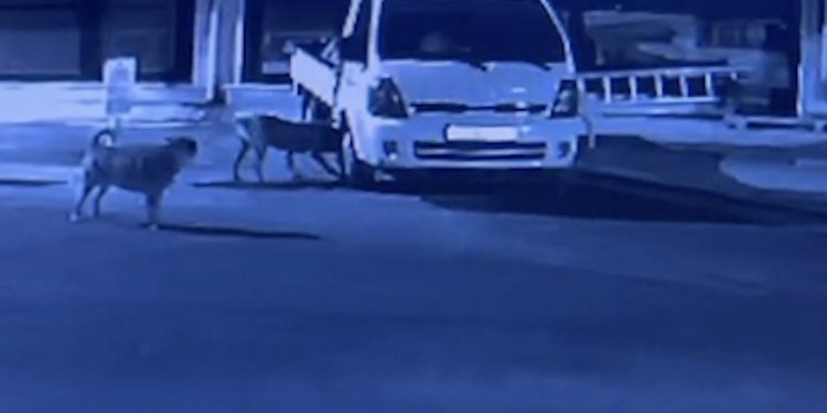 Sokak köpekleri park halindeki kamyoneti parçaladı