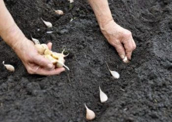 Taşköprü sarımsağında erken dikim