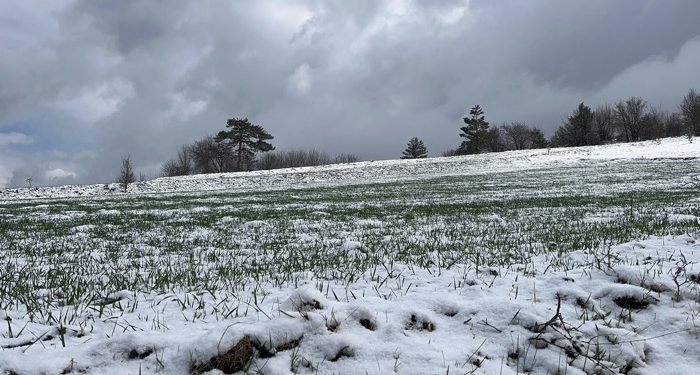 Kar yağışları siyez üreticilerinin yüzünü güldürdü